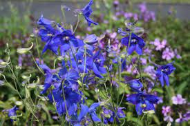Delphinium belladonna Flower Seeds for Planting – Heirloom & Non-GMO Spikes of Blue Blooms for Cottage Gardens & Cut Flower Beds