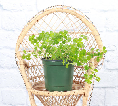 Pilea Depressa 'Green Baby Tears'