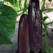 Indian Black Cucumber Seeds for Planting – Heirloom, Non-GMO Vegetable Seeds for Organic Home Gardening