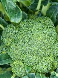 Broccoli Vegetable Seeds for Planting – Heirloom, Non-GMO, High-Yield Seeds for Organic Home Garden & Kitchen Use