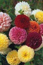 Mixed Dahlia Pompon Flower Seeds for Planting – Heirloom & Non-GMO Summer Blooming Garden Variety