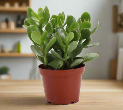Succulent Crassula 'Jade' – Jade Plant | Money Plant | Lucky Plant (Crassula ovata)