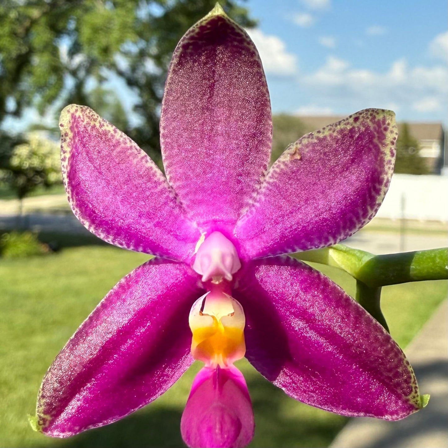 Phalaenopsis Summer Red Rose x bellina var. pink – Rare Hybrid Orchid | Live Plant