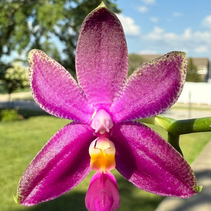 Phalaenopsis Summer Red Rose x bellina var. pink – Rare Hybrid Orchid | Live Plant