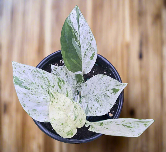 Pothos 'Marble'