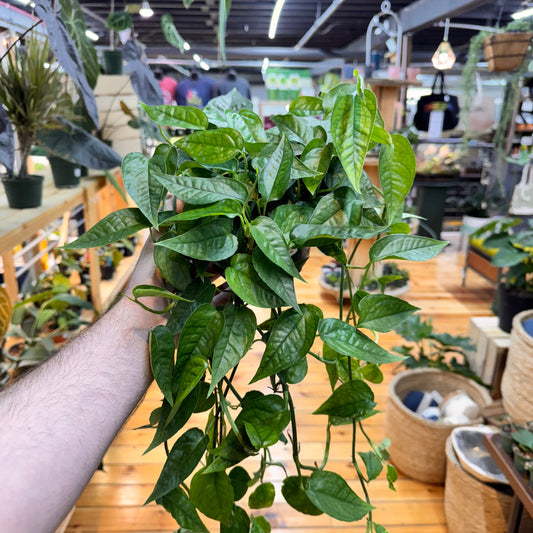 Pothos Cebu Blue 'Ghost'