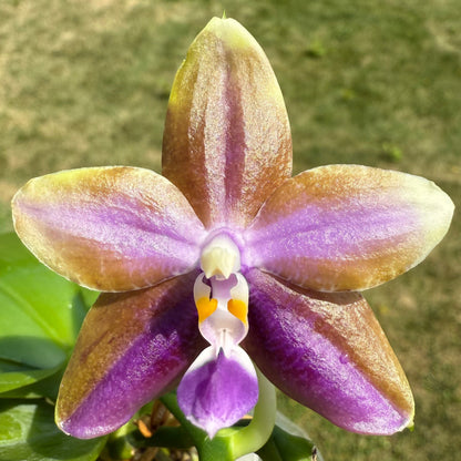 Phalaenopsis Smiley Bluebird x Mituo Princess 'Blue Jewel' – Fragrant Novelty Orchid | Mature Plant