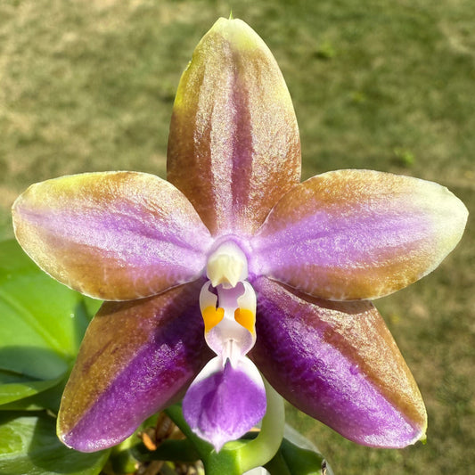 Phalaenopsis Smiley Bluebird x Mituo Princess 'Blue Jewel' – Fragrant Novelty Orchid | Mature Plant