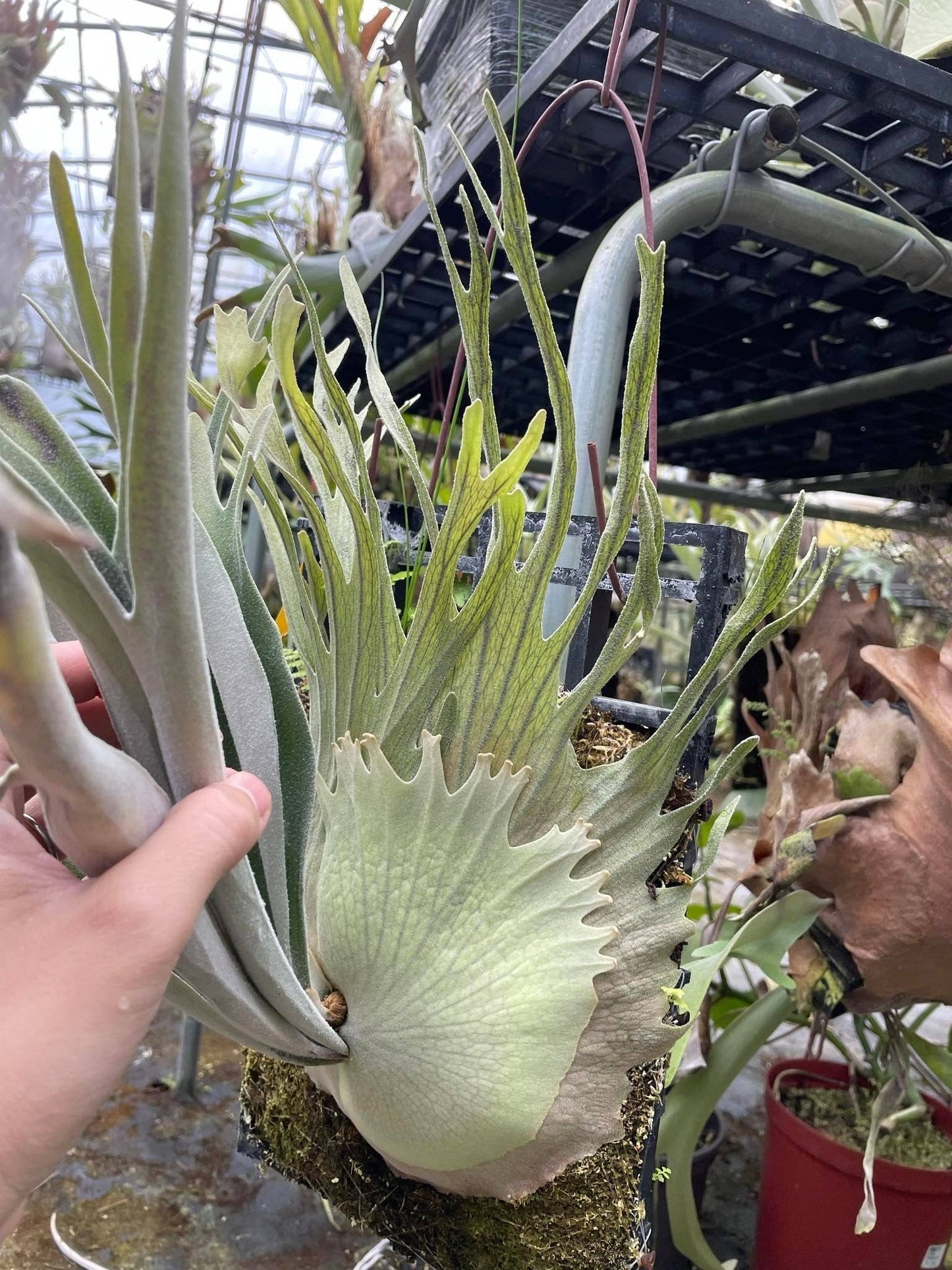 Platycerium veitchii Auburn River Spore – Rare Silver Staghorn Fern Variety | Live Spore Plant