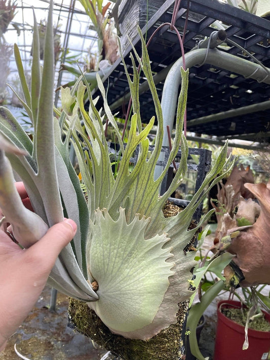 Platycerium veitchii Auburn River Spore – Rare Silver Staghorn Fern Variety | Live Spore Plant