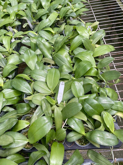 Phalaenopsis Mainshow Sapphire x KS Blue Ludde – Rare Orchid Hybrid | Seedling Bloom