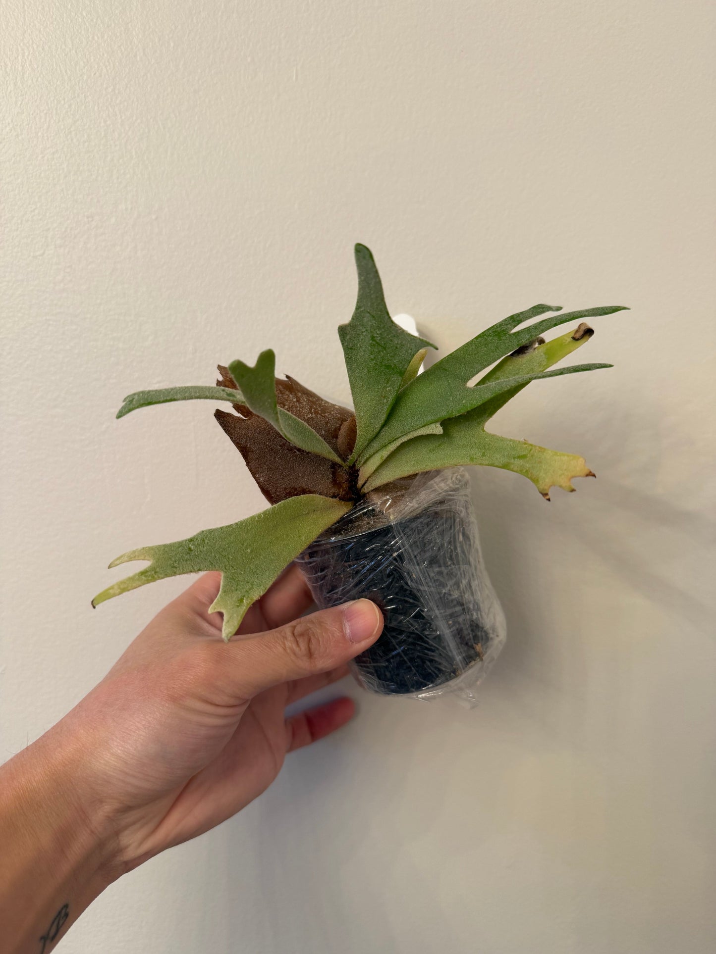 Platycerium Willinckii Yellow Moon Select #1 Pup