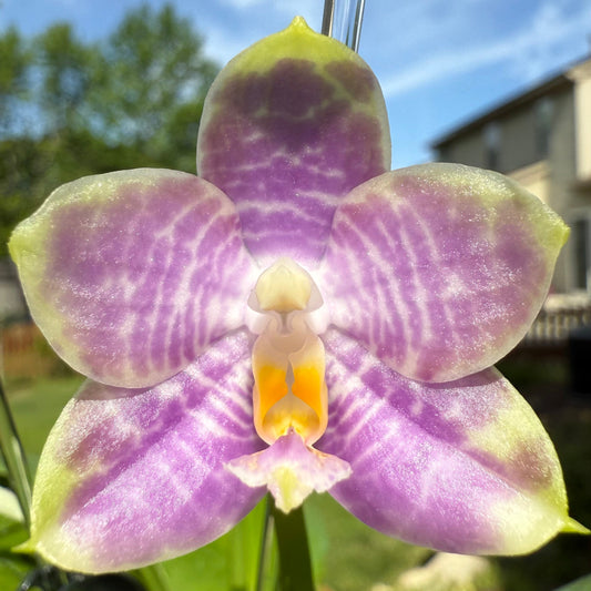 Phalaenopsis Mituo Golden Solar – Rare Hybrid Orchid | Live Plant