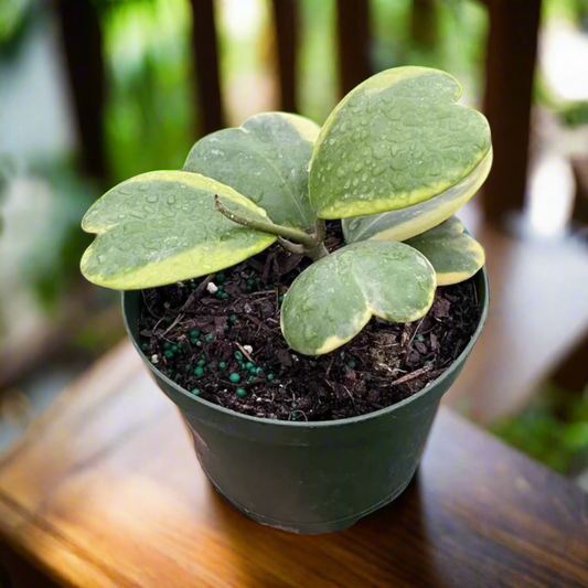 Hoya 'Sweetheart Variegated'