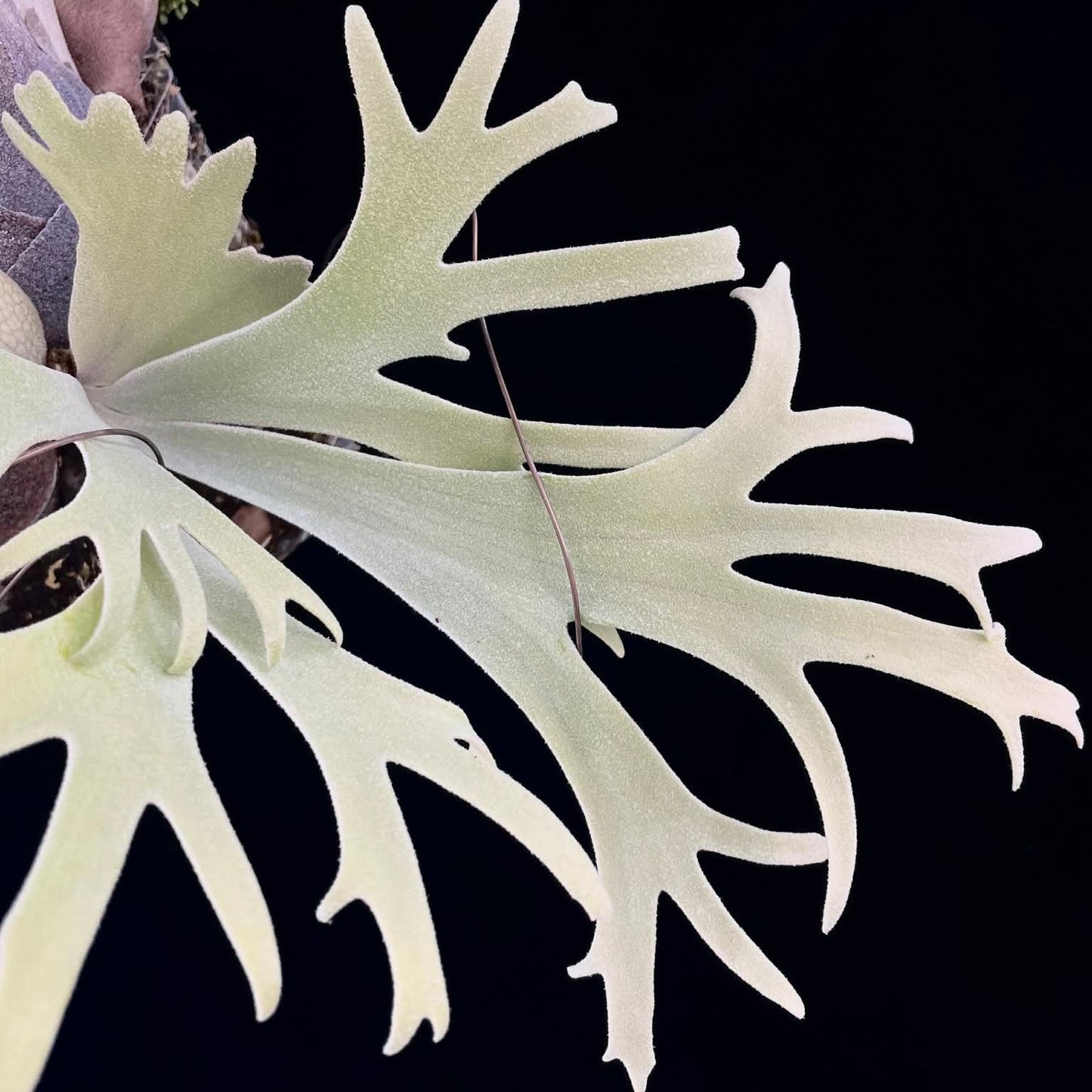 Platycerium Willinckii Yellow Moon Select #1 Pup