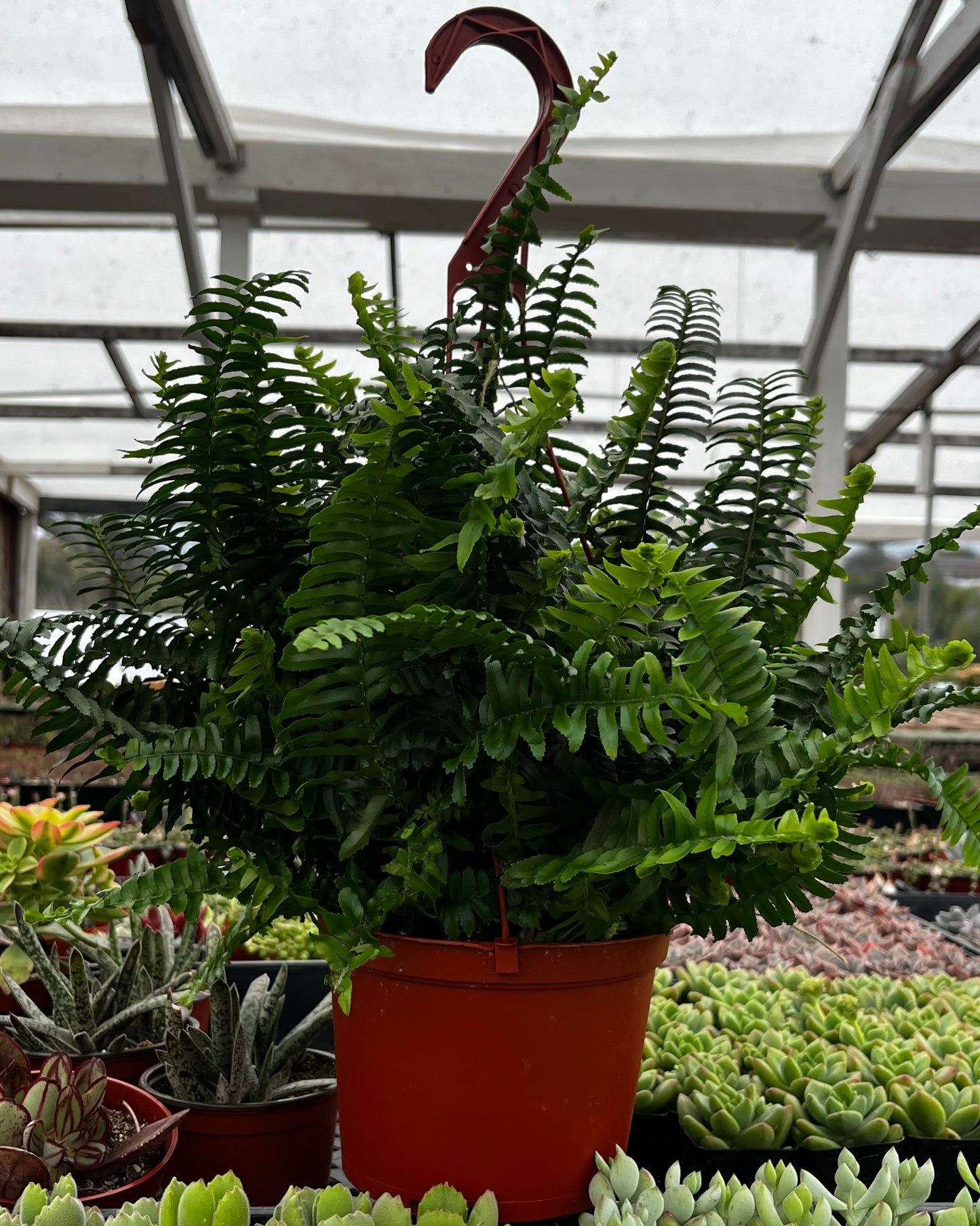 Indoor Hanging Fern Plant