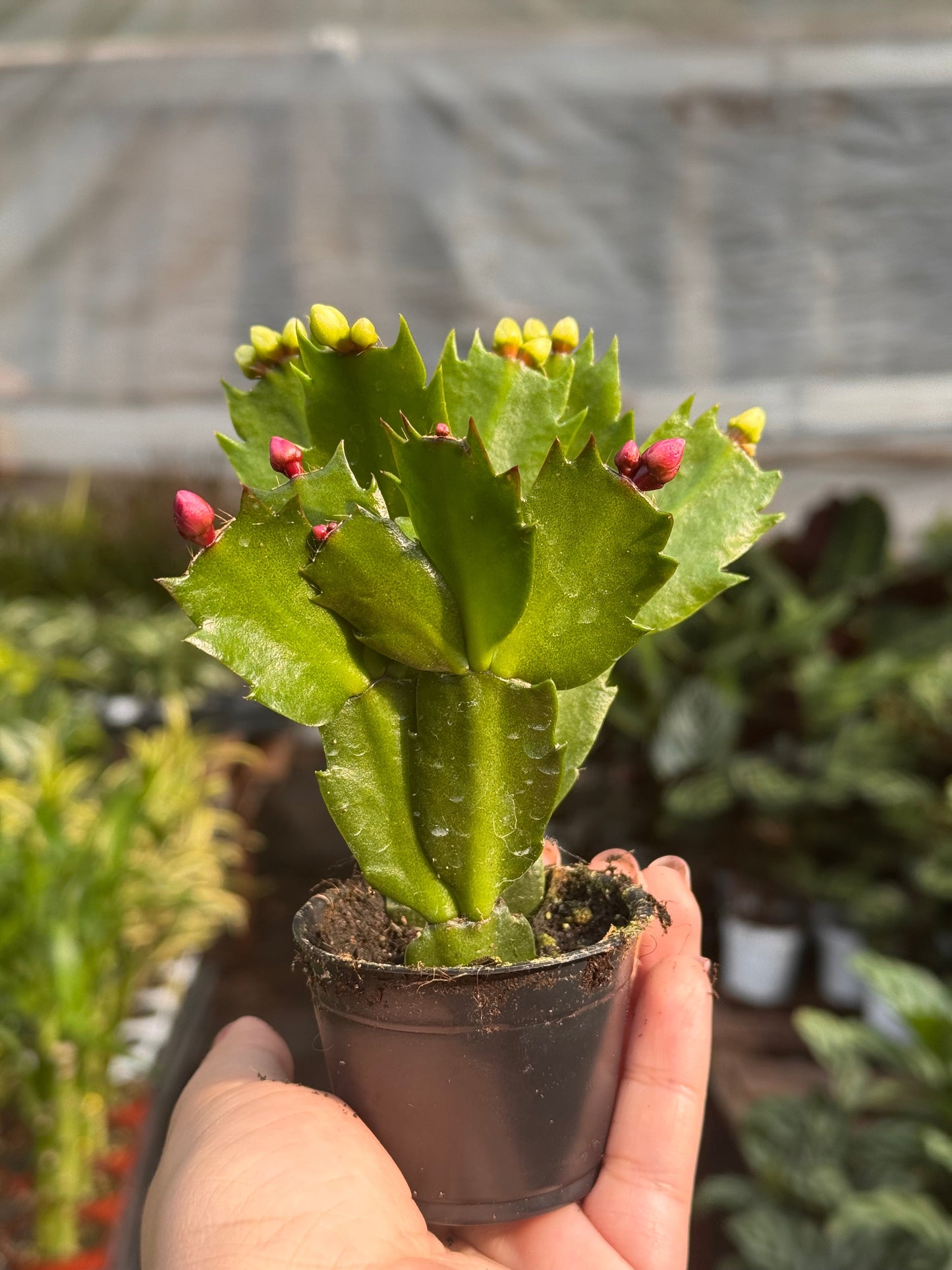 Zygocactus 'Christmas Cactus'