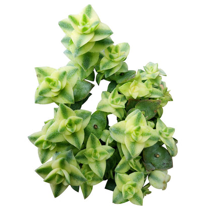 Variegated String of Buttons – Rare Succulent Crassula Perforata Variegata