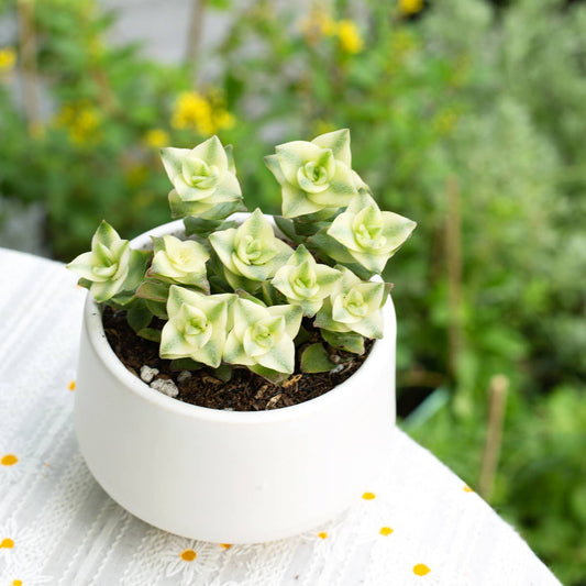 Variegated String of Buttons - Rare Succulent