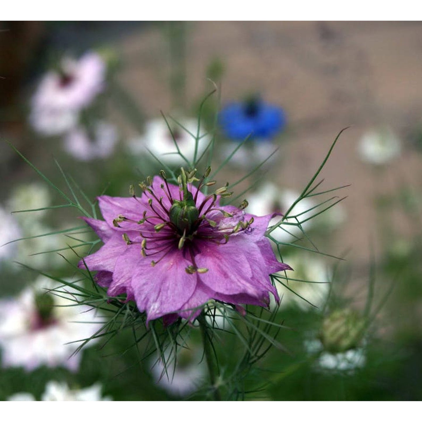 Nigella damascena (Love-in-a-Mist) Flower Seeds for Planting – Heirloom & Non-GMO Blooms for Cottage Gardens & Cut Flower Beds