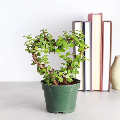Jade Heart Bonsai