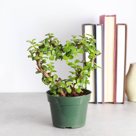 Jade Heart Bonsai