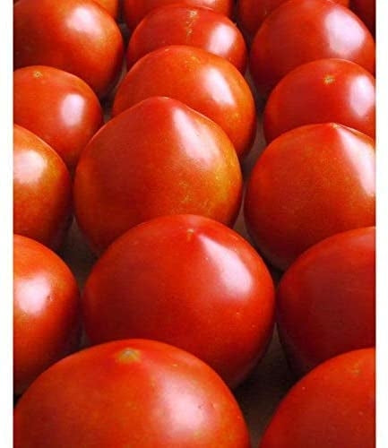 Heirloom Square Round Tomato (Summer Variety) Seeds for Planting – High-Yield Vegetable Seeds, Heirloom & Non-GMO Variety