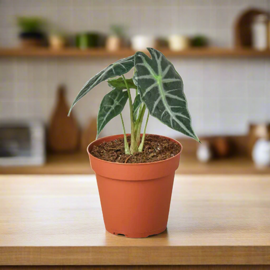 Alocasia Amazonica 'Bambino'