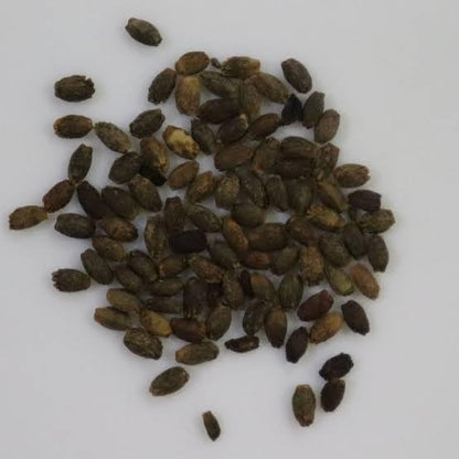 Salvia Splendens Flower Seeds – Vibrant Red Blooms, Heirloom & Non-GMO Garden Seeds