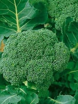 Broccoli Vegetable Seeds for Planting – Heirloom, Non-GMO, High-Yield Seeds for Organic Home Garden & Kitchen Use