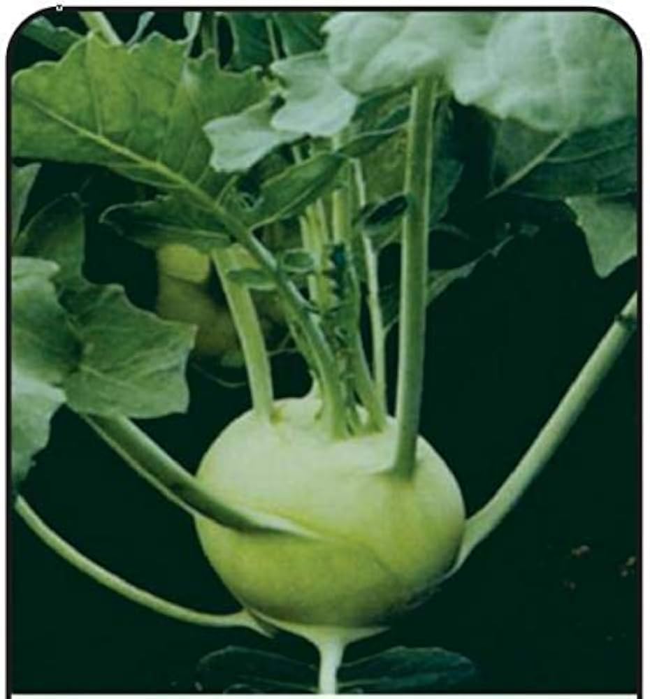 German Turnip (Kohlrabi) Seeds for Planting – Heirloom, Non-GMO Vegetable Seeds for Home Garden and Organic Growing