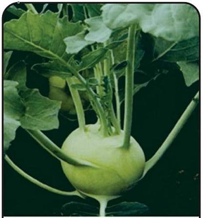 German Turnip (Kohlrabi) Seeds for Planting – Heirloom, Non-GMO Vegetable Seeds for Home Garden and Organic Growing