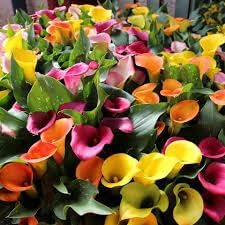 Mixed Calla Lily Flower Seeds – Non-GMO, Premium Garden Bulb Seeds for Planting