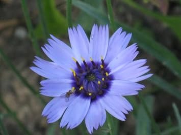 Blue Catananche Flower Seeds for Planting – Organic, Heirloom & Non-GMO Garden Love-in-a-Mist Blooms