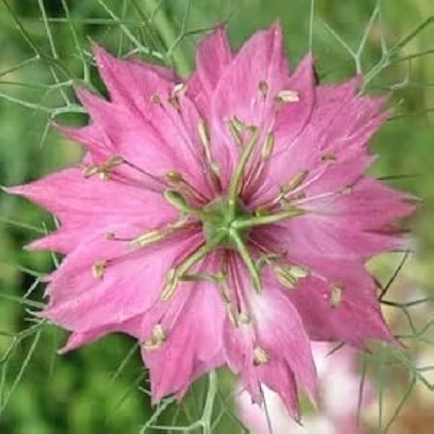 Nigella damascena (Love-in-a-Mist) Flower Seeds for Planting – Heirloom & Non-GMO Blooms for Cottage Gardens & Cut Flower Beds