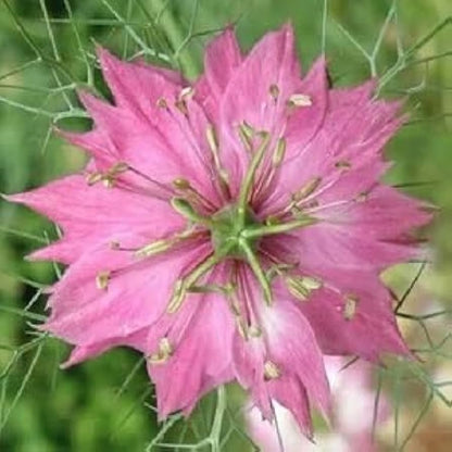 Nigella damascena (Love-in-a-Mist) Flower Seeds for Planting – Heirloom & Non-GMO Blooms for Cottage Gardens & Cut Flower Beds