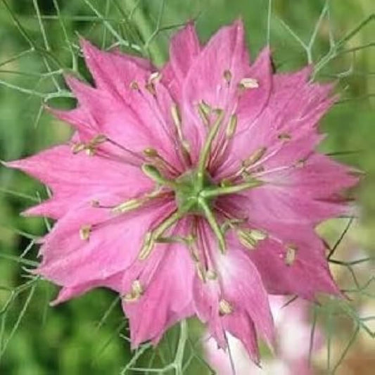 Nigella damascena (Love-in-a-Mist) Flower Seeds for Planting – Heirloom & Non-GMO Blooms for Cottage Gardens & Cut Flower Beds