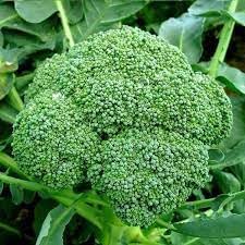Broccoli Vegetable Seeds for Planting – Heirloom, Non-GMO, High-Yield Seeds for Organic Home Garden & Kitchen Use