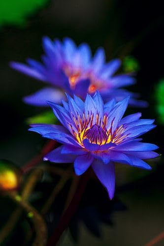 Blue Lotus Seeds (Nymphaea caerulea) – Heirloom, Non-GMO Water Garden Seeds