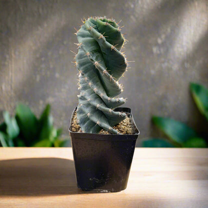 Cereus forbesii spiralis – Spiral Cactus | Tornado Cactus | Rare Succulent