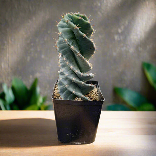 Cereus forbesii spiralis | Sprial Cactus