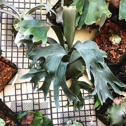 Platycerium Endless spore