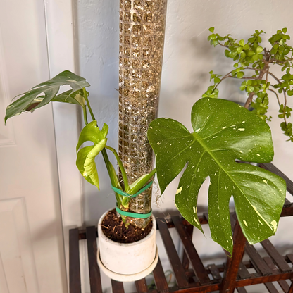 Monstera Thai Constellation – Rare Variegated Statement Plant in Charlie Pot with Grow Pole