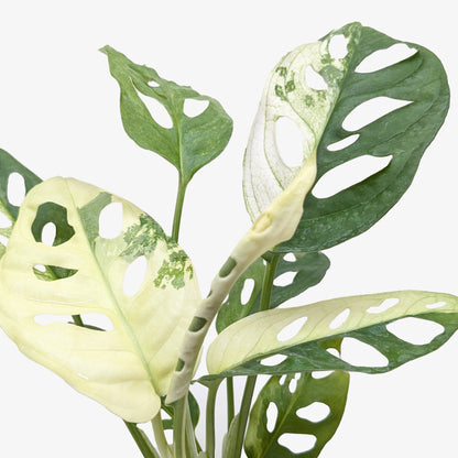 Monstera Adansonii 'Swiss Cheese Variegated'
