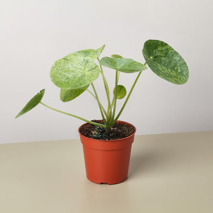Pilea 'Mojito'