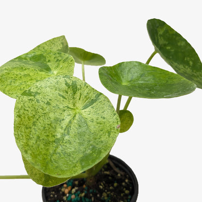 Pilea 'Mojito'