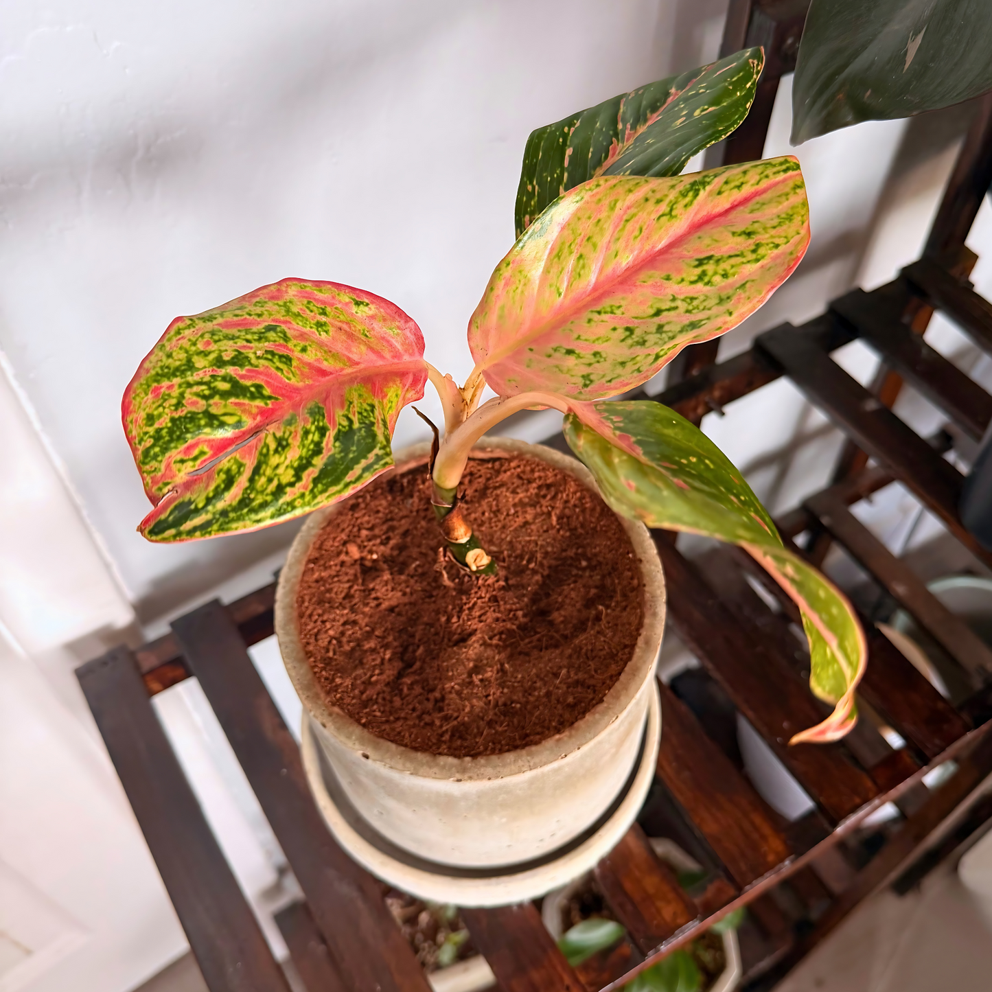 Aglaonema Sparkling Sarah – Colorful Speckled Pink & Green Plant in Charlie Pot Original 6" Soft Gray