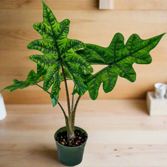 Alocasia 'Jacklyn'