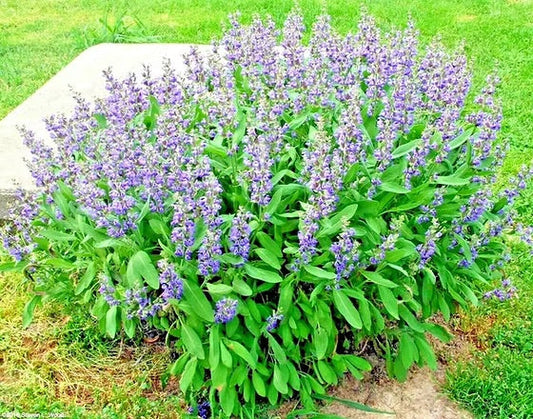 Broadleaf Sage Herb Seeds for Planting – Heirloom & Non-GMO Culinary and Medicinal Perennial for Herb Gardens