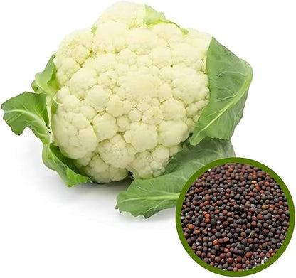 Indian Temperate Cauliflower Seeds for Planting – High-Yield, Non-GMO Vegetable Seeds for Home Garden & Commercial Farming